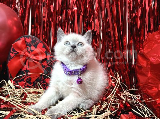 British Shorthair Bluepoint Bebekler