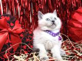 British Shorthair Bluepoint Bebekler