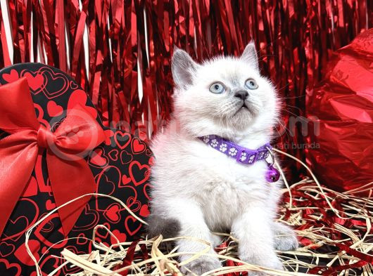 British Shorthair Bluepoint Bebekler görsel