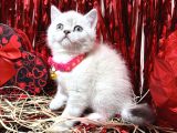 British Shorthair Bluepoint Bebekler