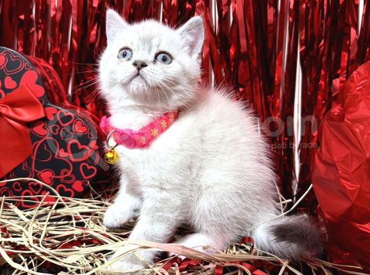 British Shorthair Bluepoint Bebekler görsel