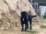 Cane Corso Yavrular