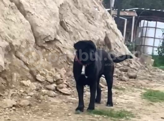 Cane Corso Yavrular görsel