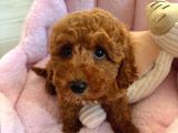 2 Aylık Dişi Toy Poodle