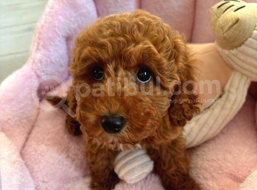 2 Aylık Dişi Toy Poodle görsel