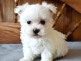 Maltesse terrier cinsi mini Boy Puppy Kar beyaz