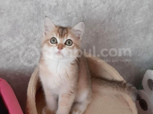 Golden Silverpoint Aşırı Tatlı Yavrularım görsel