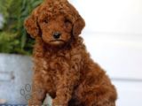 Mini boy puppy kıpkırmızı Red TOOY POODLE