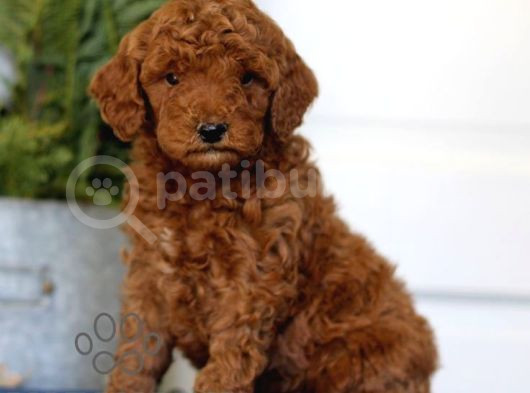Mini Boy Puppy Kıpkırmızı Red Tooy Poodle