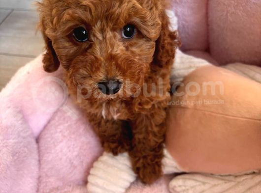 2 Aylık Dişi Toy Poodle görsel