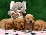 Red Golden Puppies Erkek Dişi