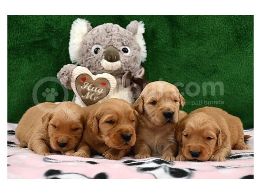 Red Golden Puppies Erkek Dişi görsel