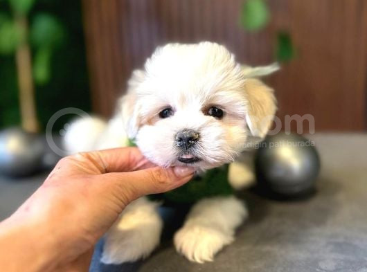 Kore Maltese Tcap Kilo Garanti̇li̇ görsel