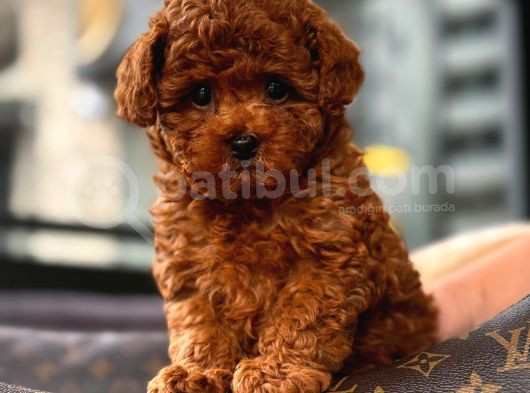 Toy Poodle Red Brown Yavrumuz