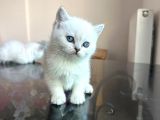 Anne altından safkan britishler 6 adet