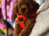 Poodle Yavrularimiz