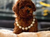 Toy Poodle Red Brown Yavrumuz