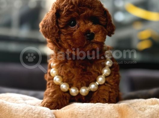 Toy Poodle Red Brown Yavrumuz görsel