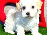 Maltesse Terrier Cinsi Mini Boy Puppy Kar Beyaz