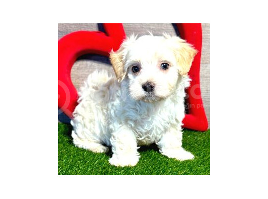 Maltesse Terrier Cinsi Mini Boy Puppy Kar Beyaz