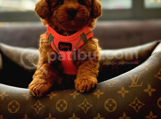 Poodle Yavrularimiz görsel