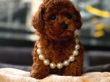 Toy Poodle Red Brown Yavrumuz