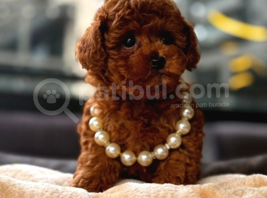 Toy Poodle Red Brown Yavrumuz görsel