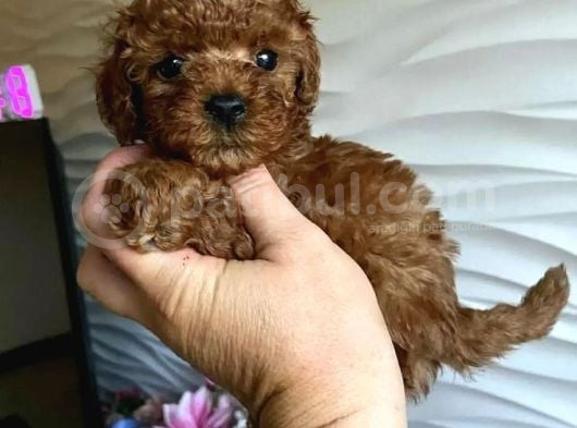 Teacup 2 Kg Garanti̇si̇ Altinda Kirmizi Red Tooy Poodle