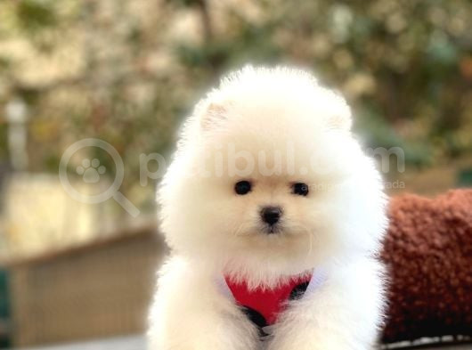 Kar Beyaz  Üst Kalite Pomeranian Boo görsel