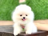 Ayıcık Yüzlü Pomeranian Boo