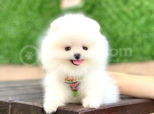 Ayıcık Yüzlü Pomeranian Boo görsel