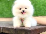 Ayıcık Yüzlü Pomeranian Boo