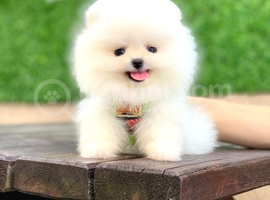 Ayıcık Yüzlü Pomeranian Boo