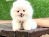 Ayıcık Yüzlü Pomeranian Boo