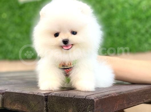 Ayıcık Yüzlü Pomeranian Boo görsel