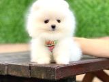 Ayıcık Yüzlü Pomeranian Boo