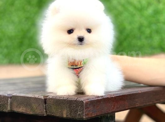 Ayıcık Yüzlü Pomeranian Boo görsel