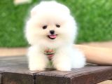 Ayıcık Yüzlü Pomeranian Boo