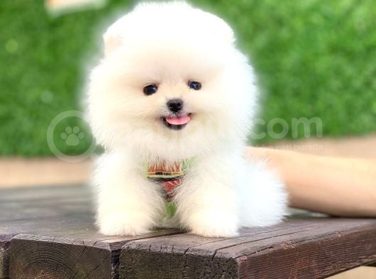 Ayıcık Yüzlü Pomeranian Boo görsel