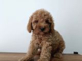 Red Braw Kıpkırmızı Ev Üretimi Tooy Poodle