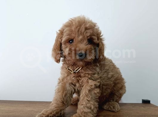 Red Braw Kıpkırmızı Ev Üretimi Tooy Poodle görsel