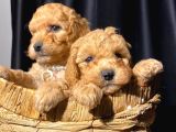 Kusursuz toy poodle yavruları