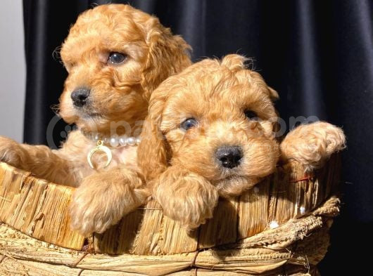 Kusursuz Toy Poodle Yavruları