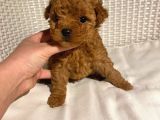 Garantili Mikro Ve Toy Poodle Bebeklerimiz