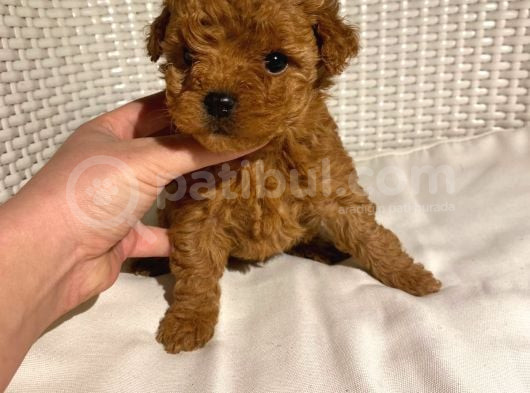 Garantili Mikro Ve Toy Poodle Bebeklerimiz görsel