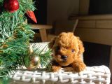 Garantili Mikro Ve Toy Poodle Bebeklerimiz
