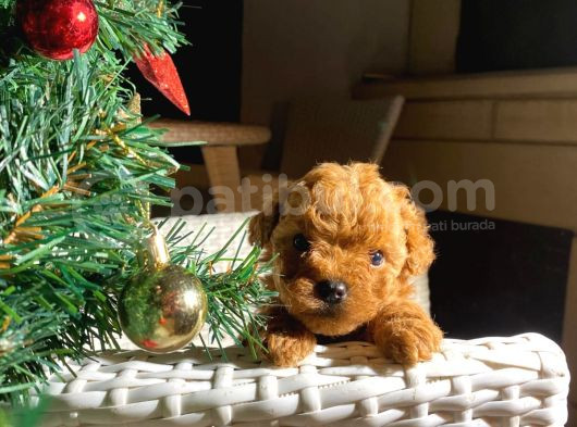Garantili Mikro Ve Toy Poodle Bebeklerimiz görsel