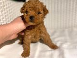 Garantili Mikro Ve Toy Poodle Bebeklerimiz