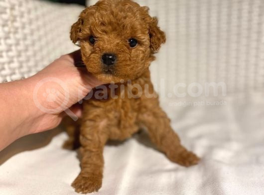 Garantili Mikro Ve Toy Poodle Bebeklerimiz görsel