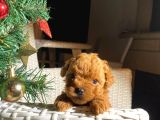Garantili Mikro Ve Toy Poodle Bebeklerimiz